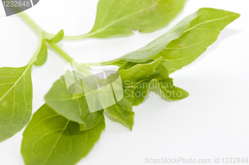 Image of Lemon basil