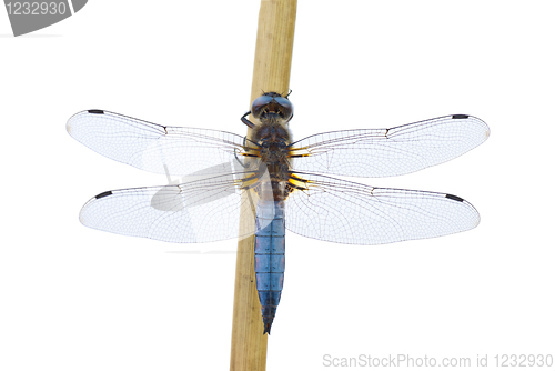 Image of Big blue dragonfly (Libellula depressa) sitting on the cane stalk