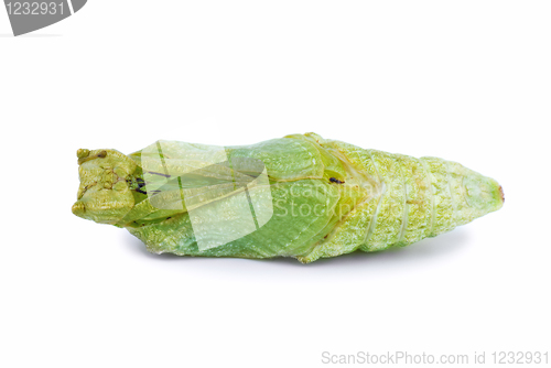 Image of Swallowtail butterfly chrysalis