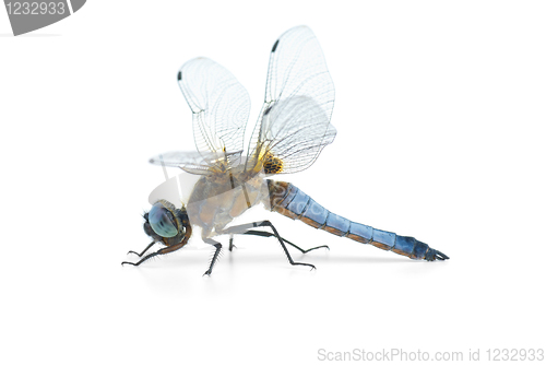 Image of Big blue dragonfly (Libellula depressa)