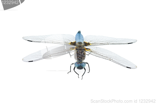 Image of Big blue dragonfly (Libellula depressa)