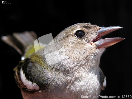 Image of my chaffinch singing