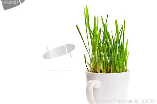 Image of green grass in coffee cup