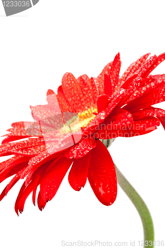 Image of red gerbera