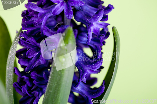 Image of blue hyacinth 