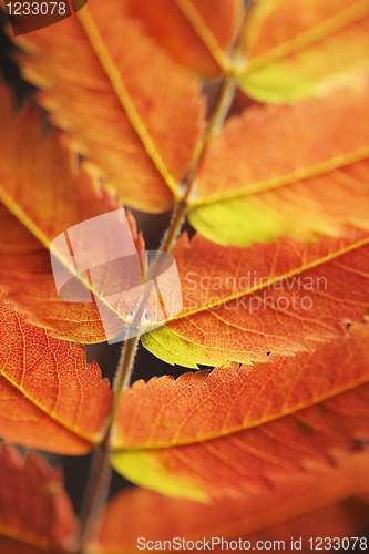 Image of Autumn leaf