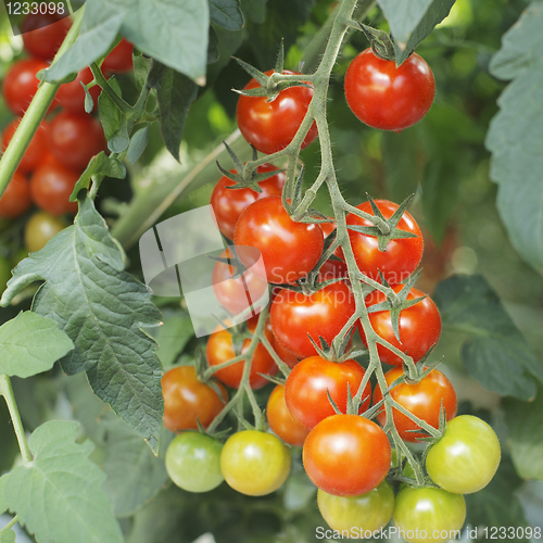 Image of Tomatoes