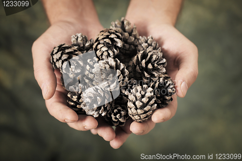 Image of Pine Cones