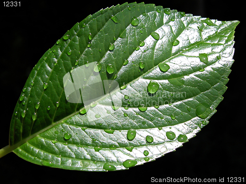 Image of drops on leaf
