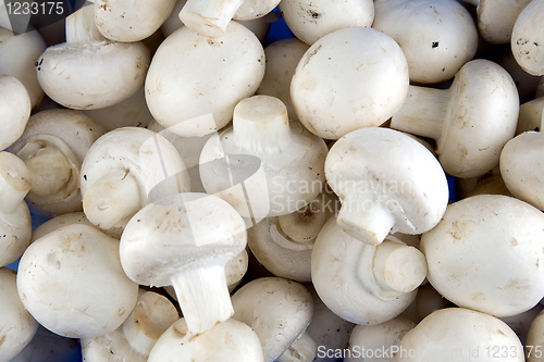 Image of Edible white champignon mushrooms