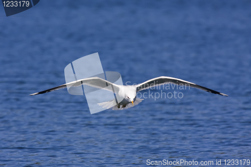 Image of Seagull over water