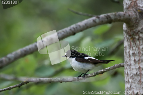 Image of Pied flycatcher
