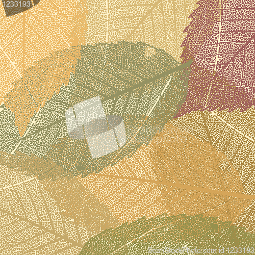 Image of Dry autumn leaves template. EPS 8