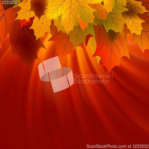 Image of Autumnal leafs of maple and sunlight. EPS 8