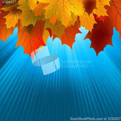 Image of Autumnal leafs of maple and sunlight. EPS 8