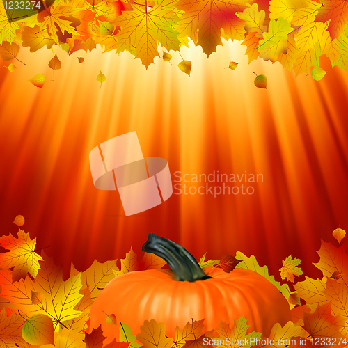 Image of Pumpkins and leaves in the sun. EPS 8