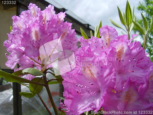 Image of pink blossom