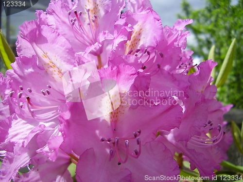 Image of pink blossom