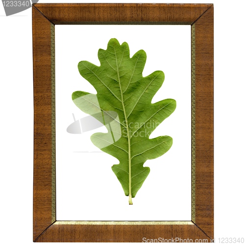 Image of Oak leaf in frame