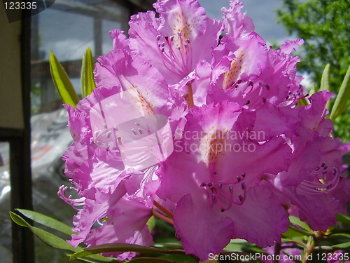 Image of pink blossom