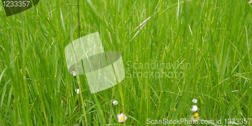 Image of Grass meadow
