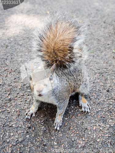 Image of Squirrel