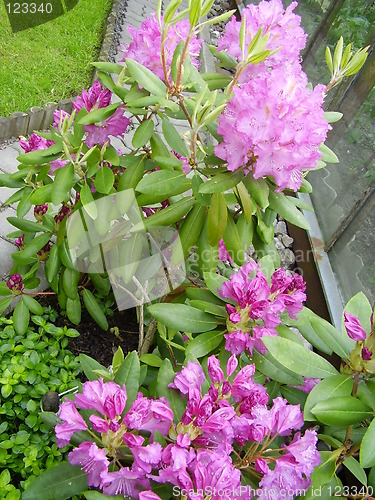 Image of pink blossom