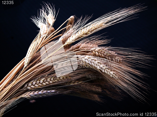 Image of wheat in black bottom