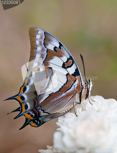 Image of butterfly on a rose flower