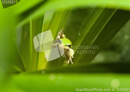 Image of green tree frog