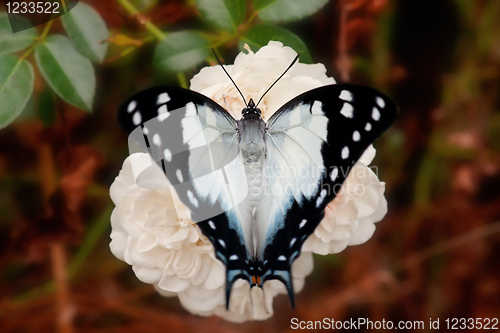 Image of butterfly on a rose flower