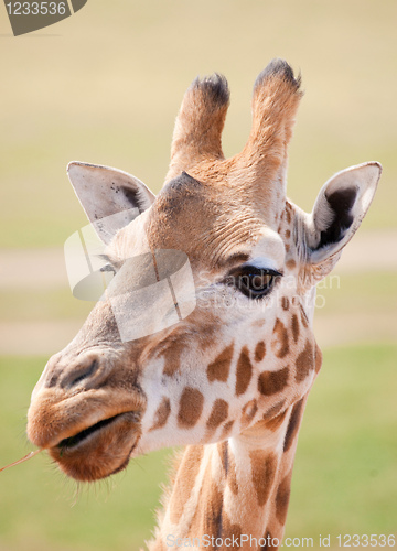 Image of african giraffe up close