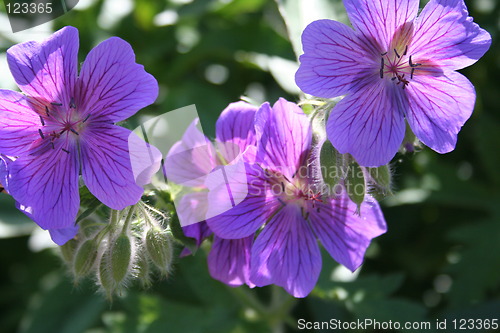 Image of Blue old-fashioned flowers