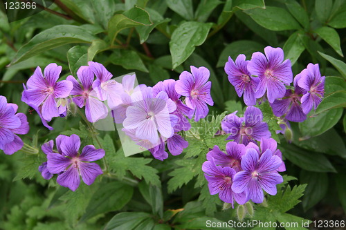 Image of Lovely blue flowers