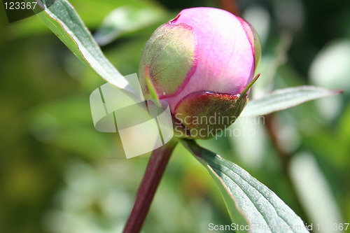 Image of Peony in bud