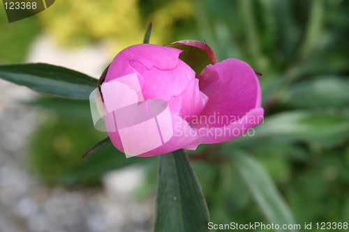 Image of The bud is getting to open