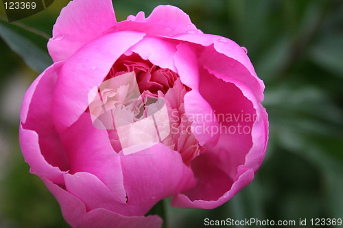 Image of Pink peony