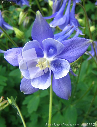 Image of Blue aquilegia