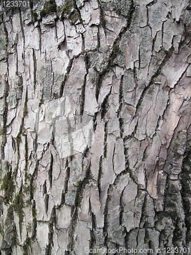 Image of bark texture