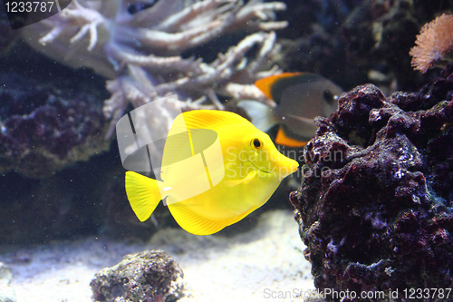 Image of exotic fish