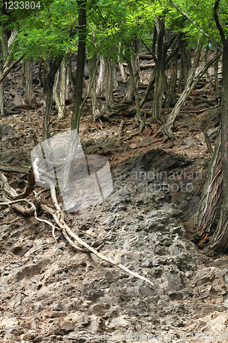 Image of magical forest 