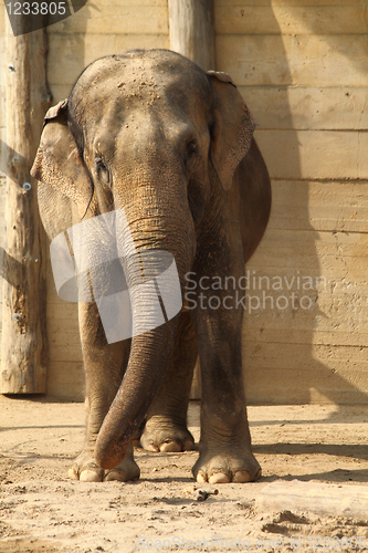 Image of elephant 