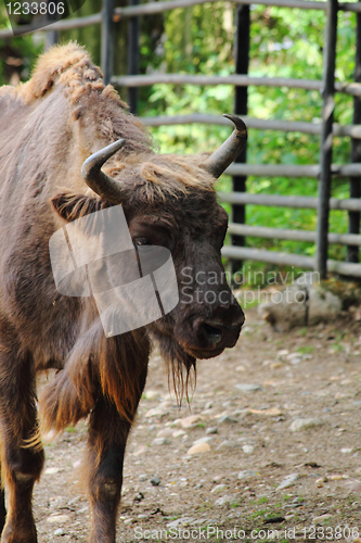 Image of bison 