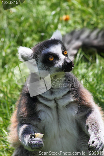 Image of lemur monkey