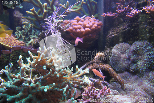 Image of aquarium background