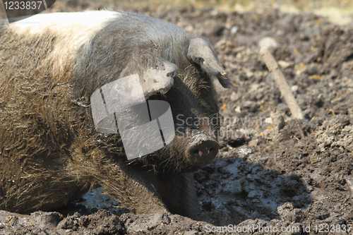 Image of farm pig