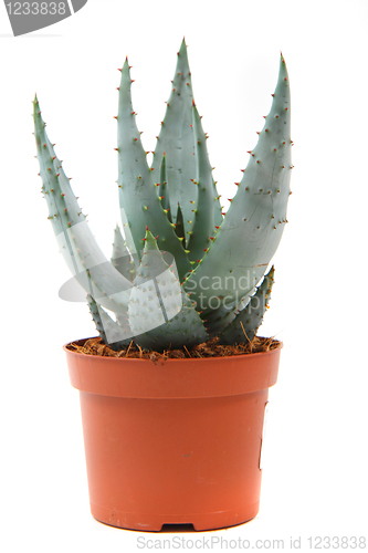 Image of aloe vera