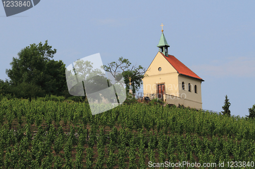 Image of vinyeard in the Prague