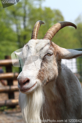 Image of brown head of goat 