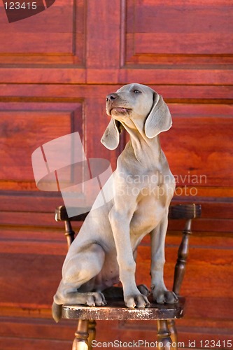 Image of weimaraner dog